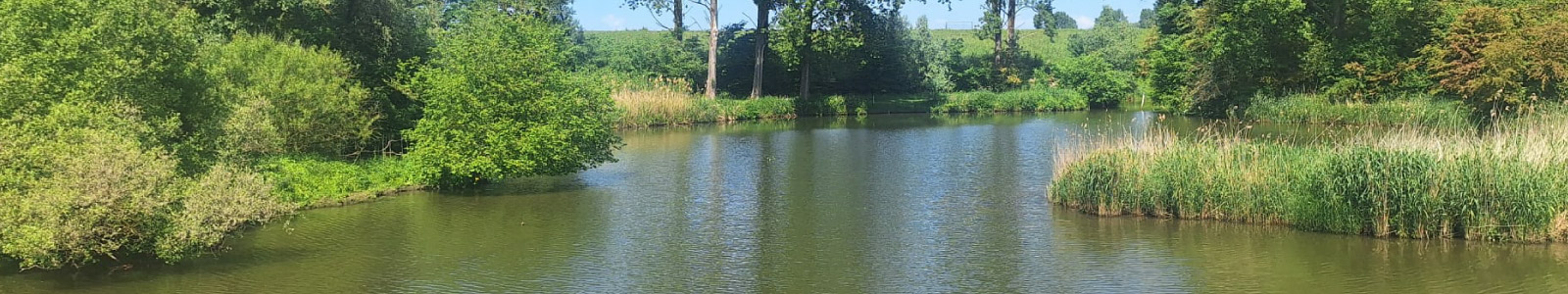 Wandelen in de biesbosch