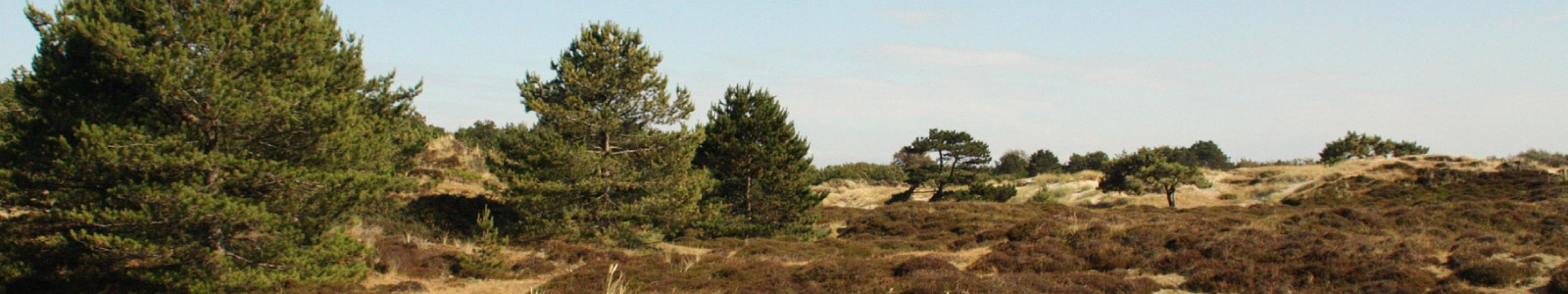 Duinen